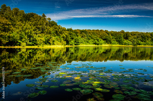 reflection of trees in water