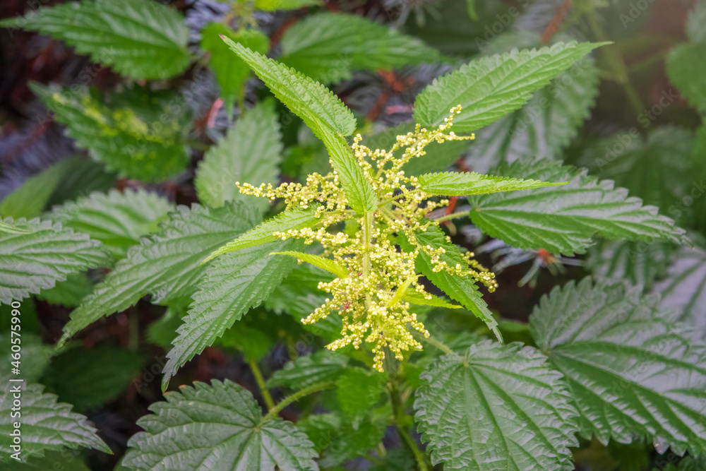 The nettle, Urtica dioica, with green leaves grows in natural thickets. Medicinal wild plant nettle. The nettle, Urtica dioica, with green leaves grows in natural thickets. Medicinal wild plant nettle.