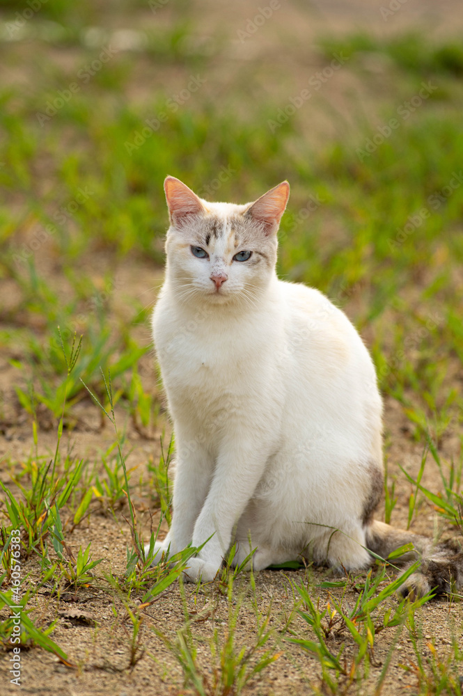 若い猫6 若い猫6