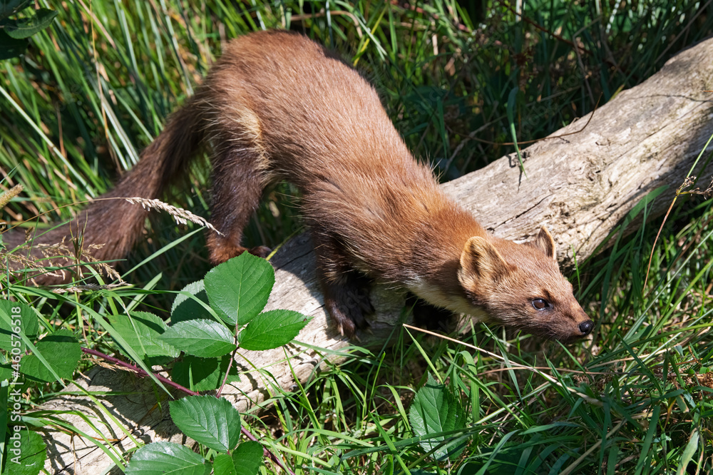 Fototapeta premium European Pine Marten (Martes martes) hunting in thick grass