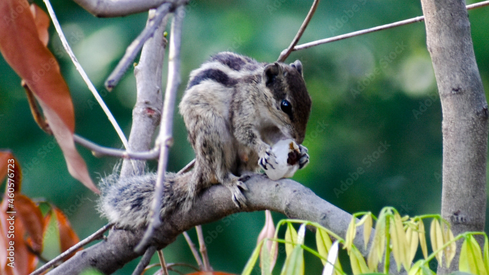 Fototapeta premium Squirrel eating fruit on the tree.