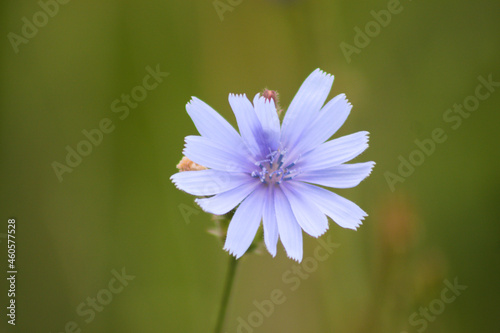 Common chicory in bloom closeup view with green blurry background