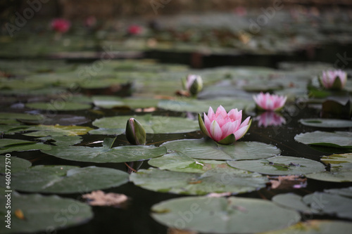 Beautiful a lot of pink lotus and leaf in lake.