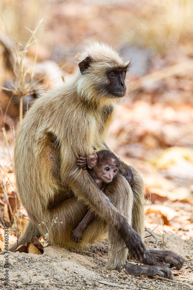 Hanuman Langur mom and her young resting in the forests of Bandhavgarh, India