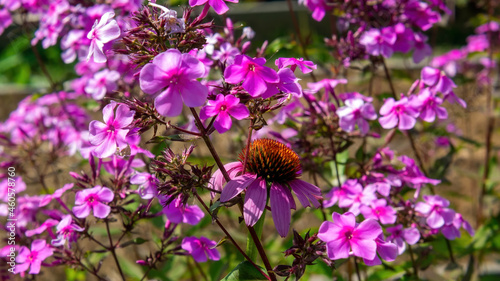 bumblebee collects pollen on a flower