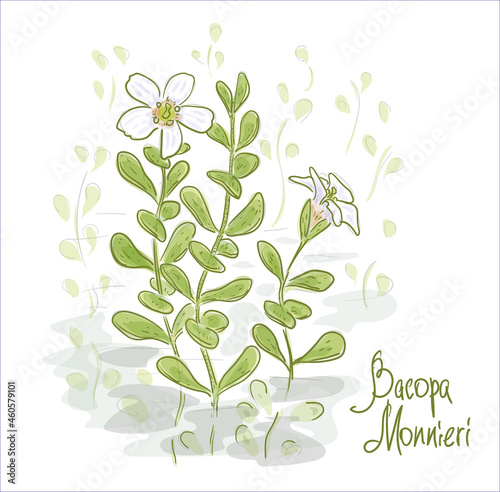 Bacopa monnieri or waterhyssop, brahmi, thyme-leafed gratiola, herb of grace and Indian pennywort.