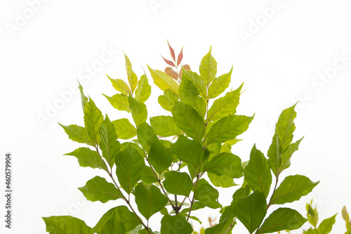 green maple leaves