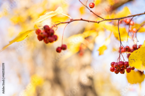 Fresh ripe red berries of hawthorn on branch tree with yellow leaves in sunny day. Autumn harvest. Nature background. Banner with copy space. Selective focus