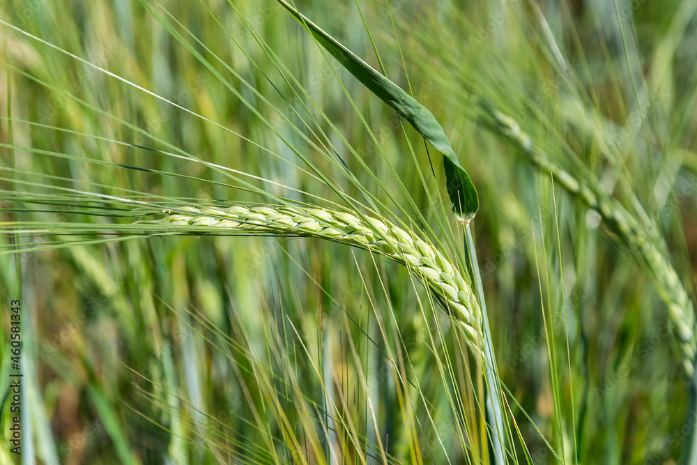 an ear of wheat in the field an ear of wheat in the field