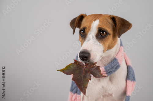 Dog Jack Russell Terrier wearing a knit scarf holding a maple leaf on a white background.