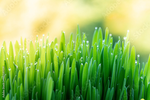 Fresh green grass with dew drops on a spring meadow in the rays of the rising sun