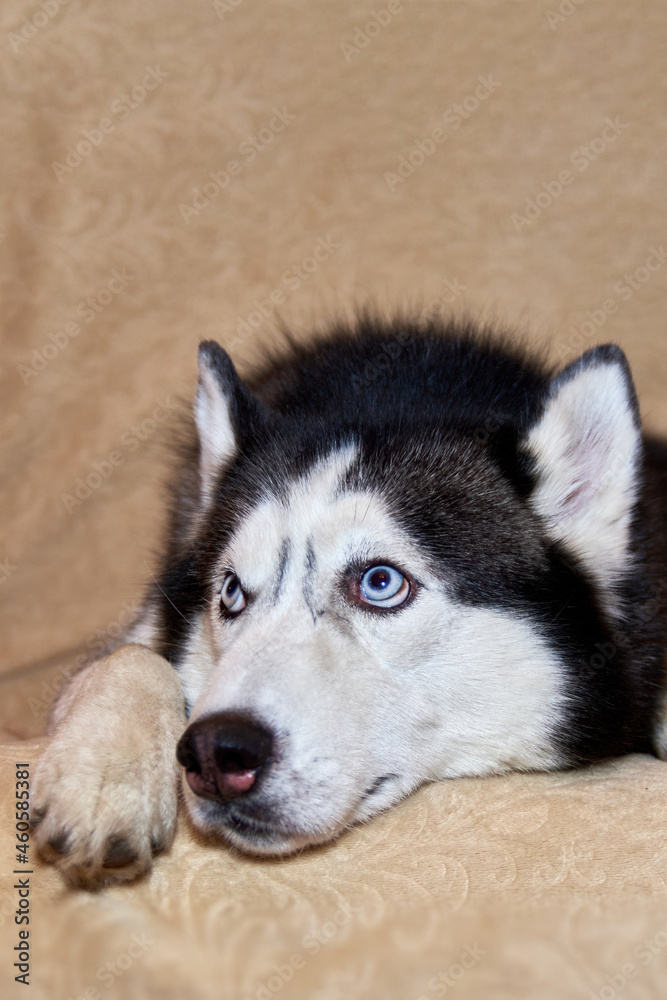 Portrait of a Siberian husky dog lying on the couch. Husky dog looks up. Portrait of a Siberian husky dog lying on the couch. Husky dog looks up.
