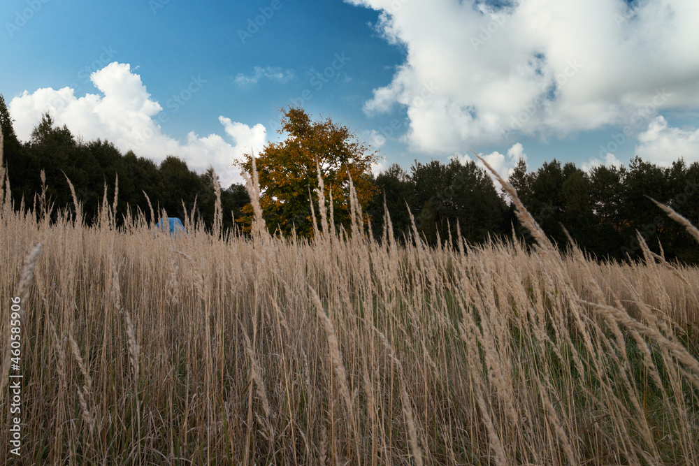 Autumn tree from the wild grass
