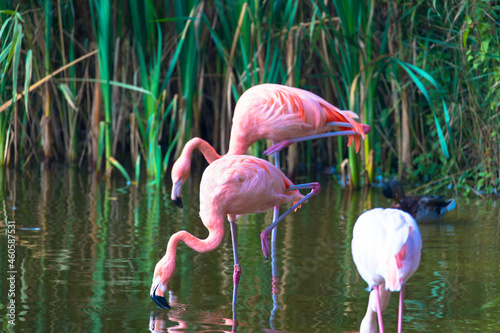 A nice shot of flamingos walking in the water and searching food. Green grasses in the background