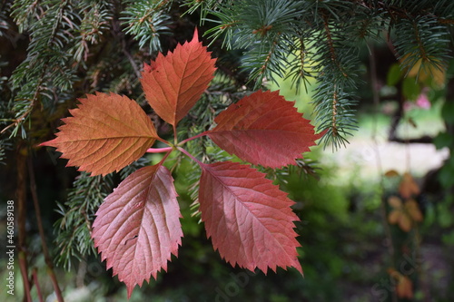 Czerwone jesienne liście winobluszczu pięciolistkowego