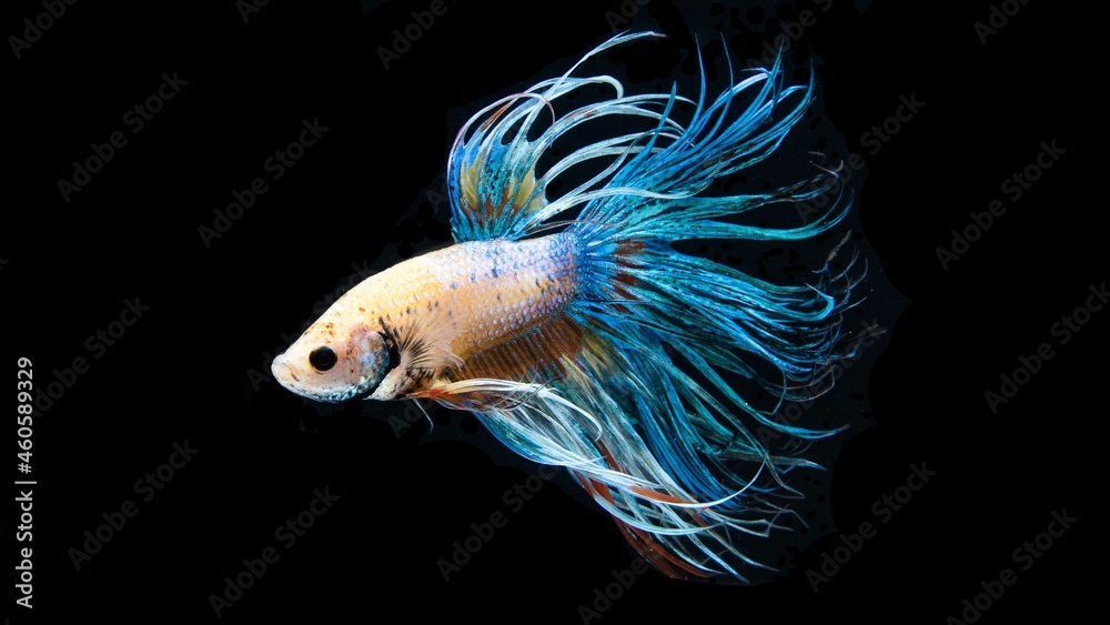 Fototapeta premium The Crowntail Betta is colorful and swaying like a flame.