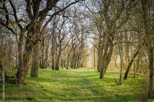 spring in the park