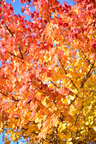 Autumn foliage wallpaper. Red and yellow leaves close up on twig of tree in bright sunlight on blurred gradient glowing golden background. Selective focus  bokeh effect