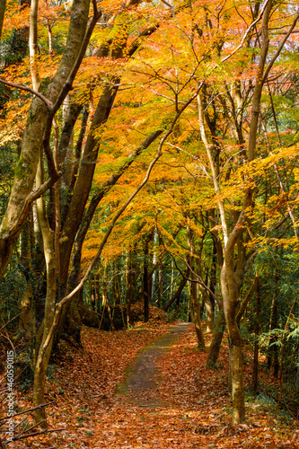 Otaki Gorge, Toyota City - 王滝渓谷の紅葉