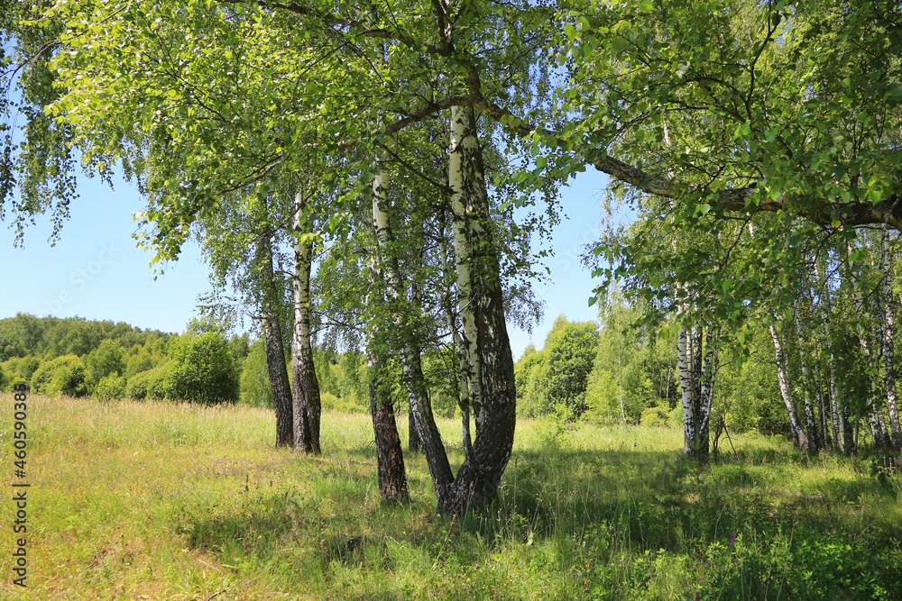 Beautiful birch trees at the edge of the forest Beautiful birch trees at the edge of the forest