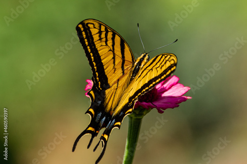 Closeup of a beautiful Western tiger swallowtail, aka Papilio rutulus butterfly on a pink flower photo