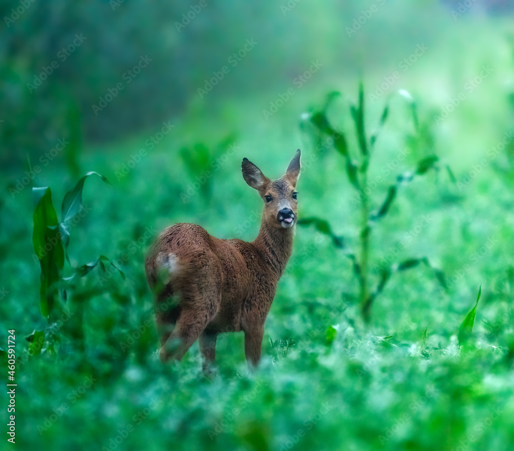 Fototapeta premium deer in the light