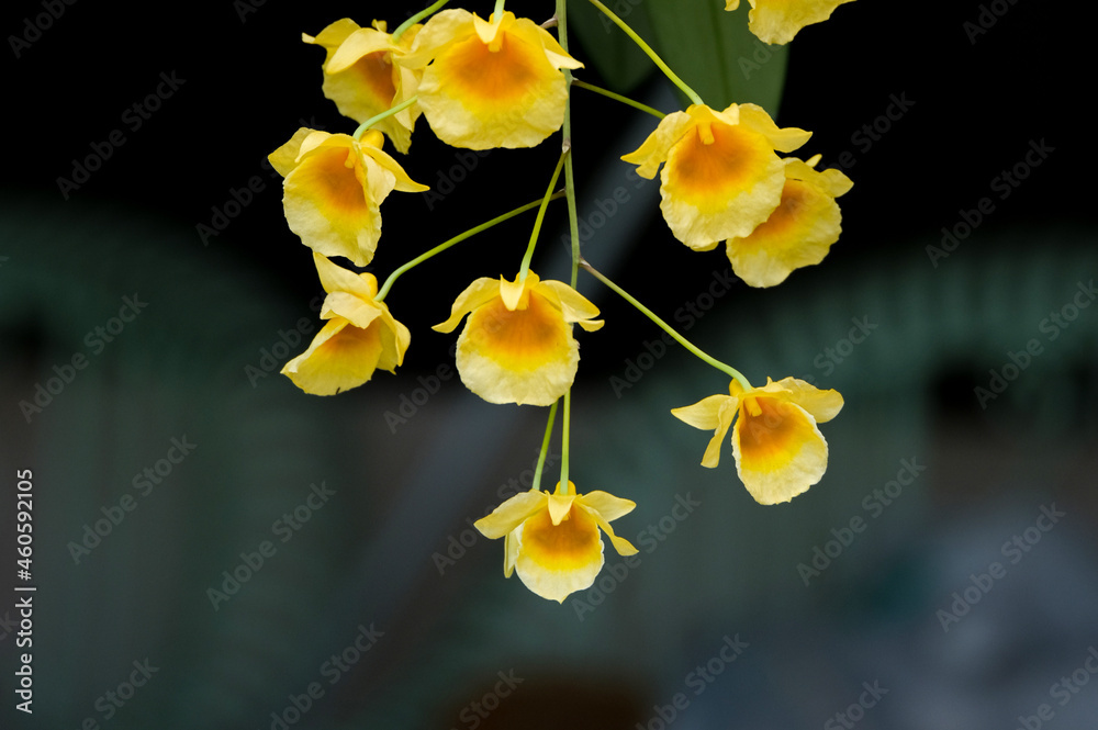 select focus beauty macro bouquet group of fresh yellow dendrobium orchid flower with green leaves in wooden pot hanging in botanic garden select focus beauty macro bouquet group of fresh yellow dendrobium orchid flower with green leaves in wooden pot hanging in botanic garden