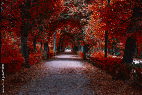 colorful autumn alley