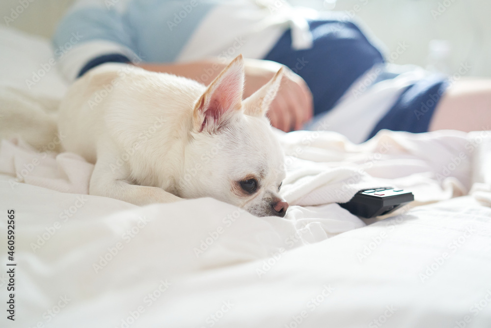 白い犬のチワワの日常 白い犬のチワワの日常