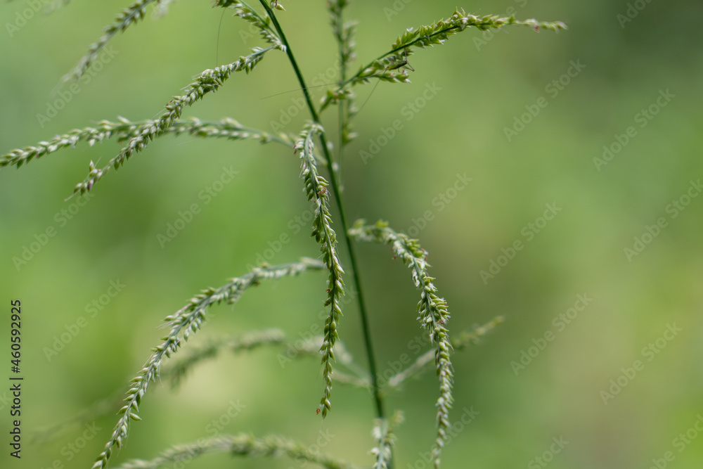 Setaria palmifolia is a species of grass known by the common names palmgrass, highland pitpit, hailans pitpit, short pitpit, broadleaved bristlegrass, and knotroot. Setaria palmifolia is a species of grass known by the common names palmgrass, highland pitpit, hailans pitpit, short pitpit, broadleaved bristlegrass, and knotroot.