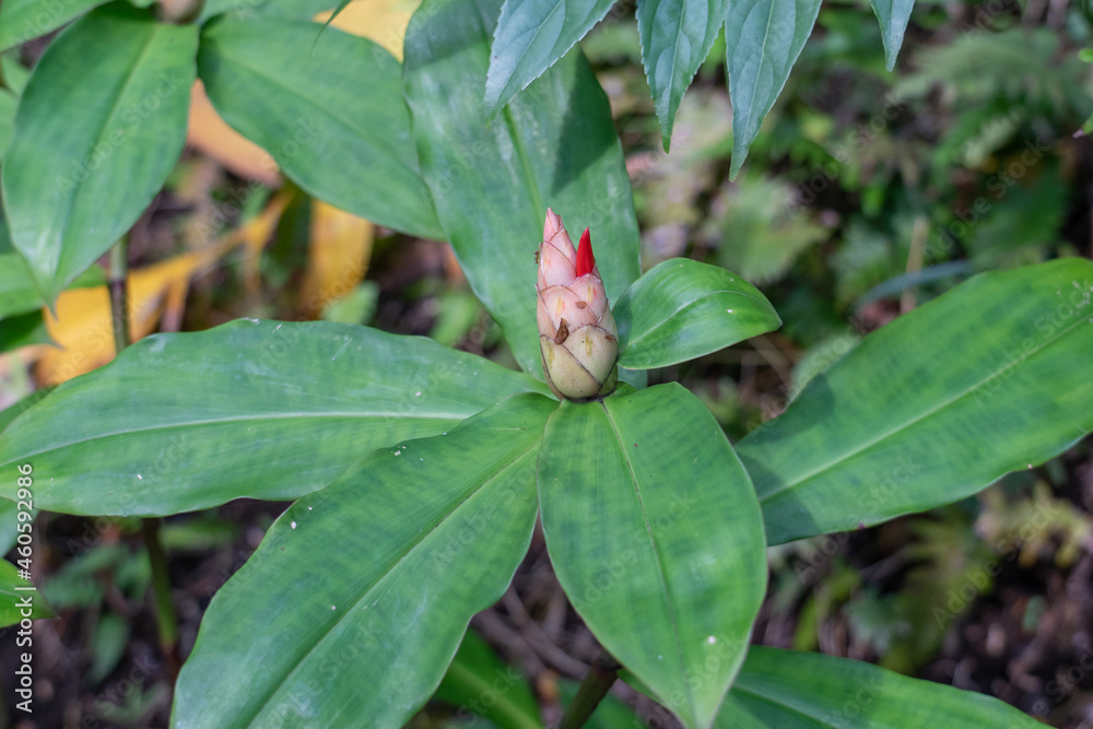 Obraz premium Cheilocostus speciosus, or crêpe ginger, is a species of flowering plant in the family Costaceae. Some botanists have now revived the synonym Hellenia speciosa for this species.