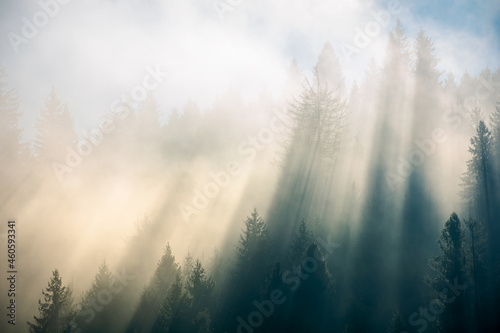 sunlight through fog and forest. coniferous trees on the hill. wonderful autumn nature background in morning light