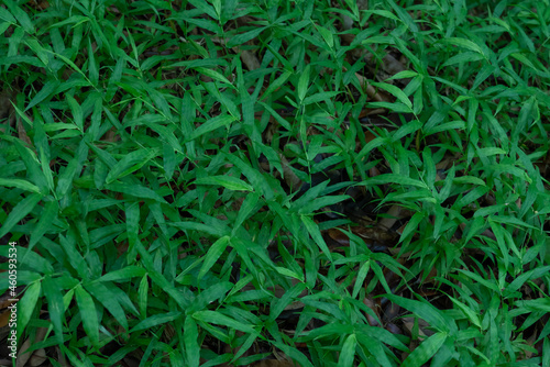 Oplismenus hirtellus (commonly known as basket grass) is a flowering perennial plant from the family Poaceae 