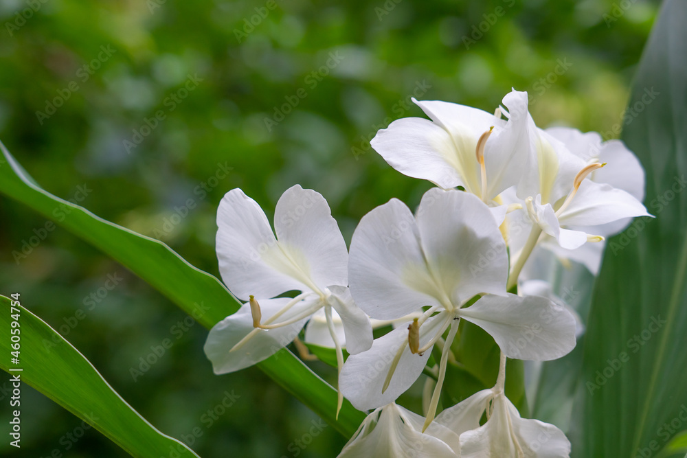 Hedychium flavescens is a perennial flowering plant from the