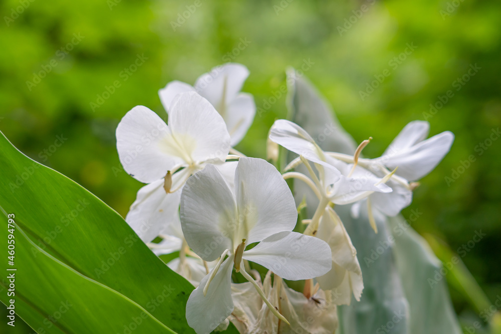 Hedychium flavescens is a perennial flowering plant from the Zingiberaceae (the ginger family). cream garland-lily or yellow ginger. Hedychium flavescens is a perennial flowering plant from the Zingiberaceae (the ginger family). cream garland-lily or yellow ginger.