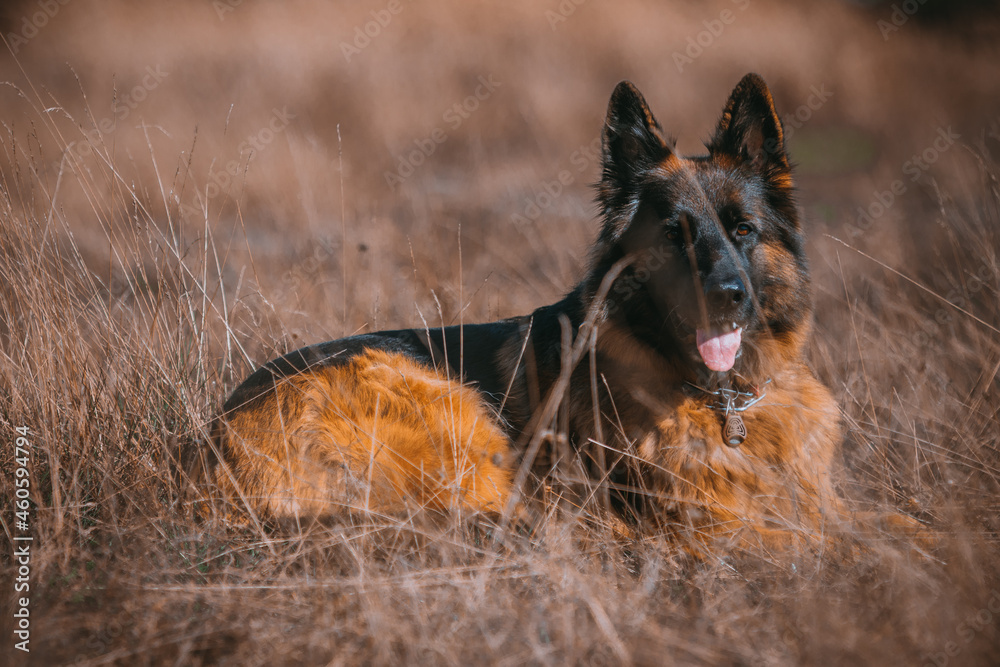 rasowy pies owczarek niemiecki leżący pośród traw - obrazy, fototapety, plakaty 