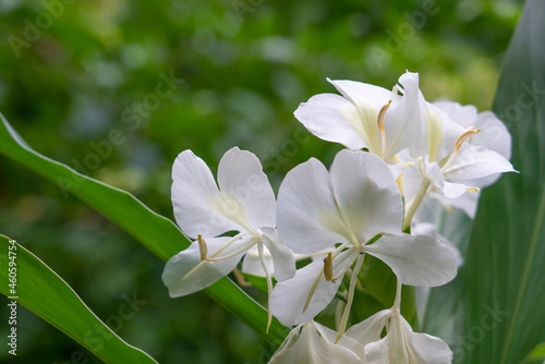 Hedychium flavescens is a perennial flowering plant from the Zingiberaceae (the ginger family). cream garland-lily or yellow ginger. 