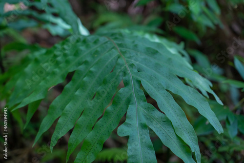 Phlebodium aureum (golden polypody, golden serpent fern, cabbage palm fern, gold-foot fern, blue-star fern, hare-foot fern; syn. Polypodium aureum, Polypodium leucotomos) is an epiphytic fern  photo