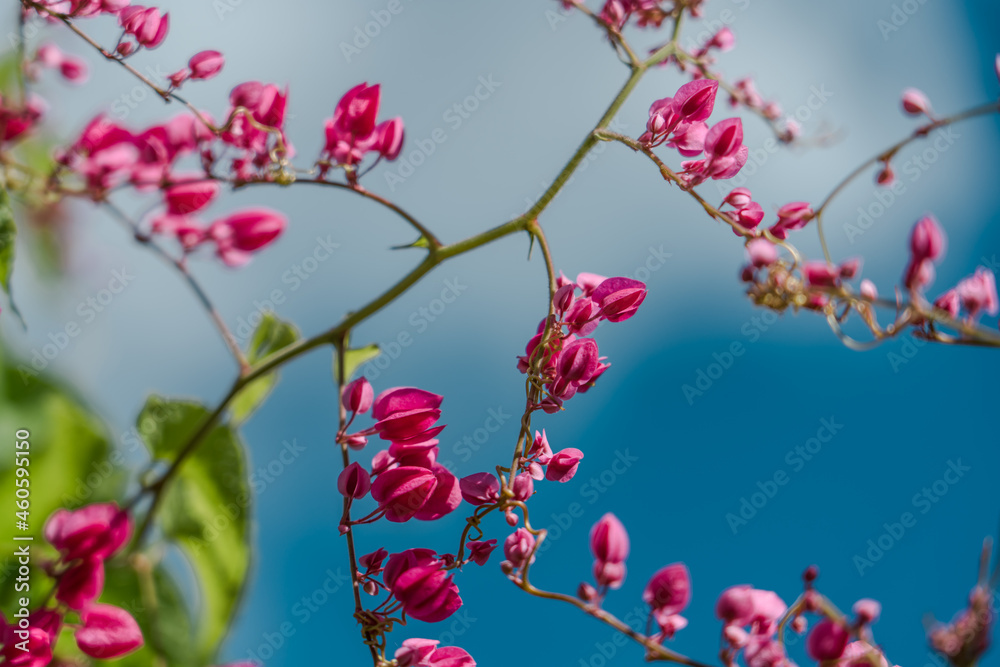 Antigonon leptopus, commonly known as coral vine, Coralita, bee bush (in many Caribbean islands) or San Miguelito vine, is a species of flowering plant in the buckwheat family, Polygonaceae. 