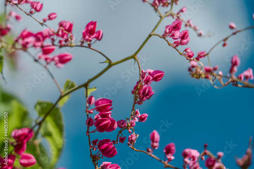 Antigonon leptopus, commonly known as coral vine, Coralita, bee bush (in many Caribbean islands) or San Miguelito vine, is a species of flowering plant in the buckwheat family, Polygonaceae. 