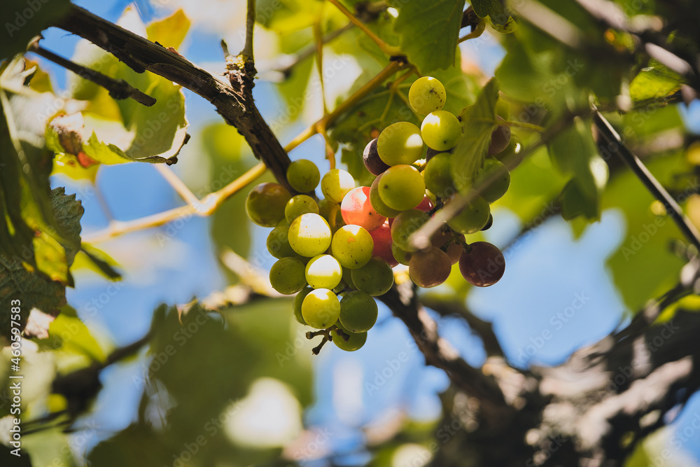 grapes grapes