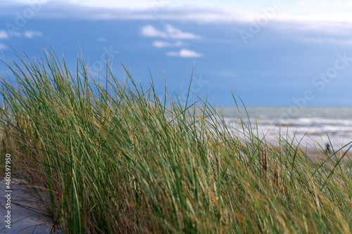 Fototapeta Naklejka Na Ścianę i Meble -  Green grass on Baltic sea beach.