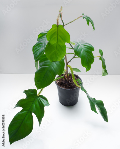Philodendron Red Wonder is a genus of flowering plants photo