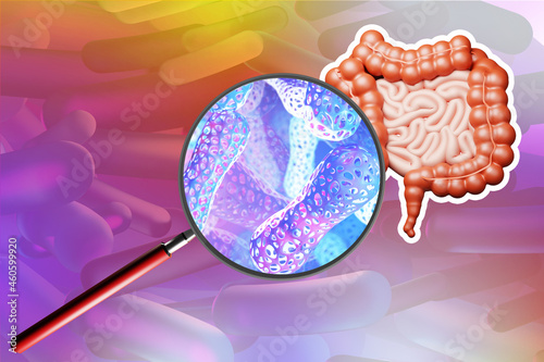 Intestinal tract with probiotics. Healthy gut flora. Probiotic bacteria under magnifying glass. Probiotic bacteria in body. Microscopic bacteria near intestines. Gastrointestinal tract. 3d rendering. photo