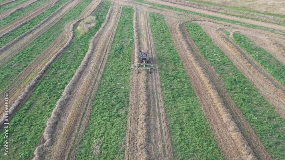 Russia. Gatchinsky district of the Leningrad region. August 28, 2021. A tractor in the field collects mown hay using a tillerblock with a rotating rake in the tracks to twist them into sheaves. Russia. Gatchinsky district of the Leningrad region. August 28, 2021. A tractor in the field collects mown hay using a tillerblock with a rotating rake in the tracks to twist them into sheaves.
