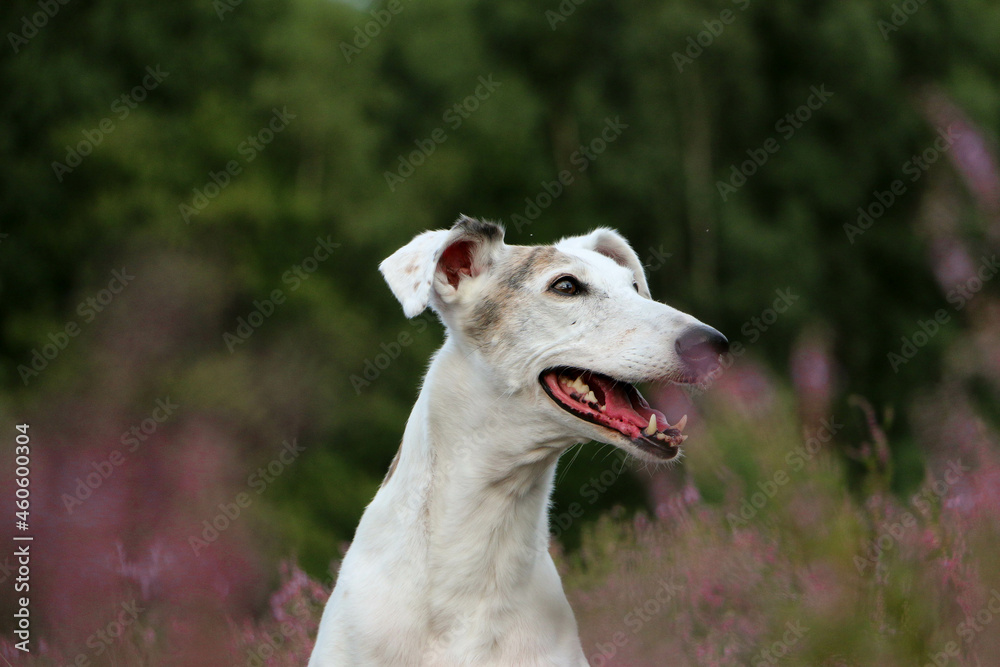 beautiful Galgo head portrait sits in a field of pink heather
