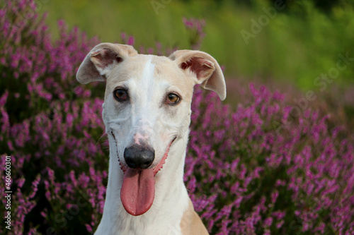 beautiful Galgo head portrait sits in a field of pink heather 