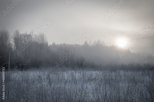 Fog in a meadow in winter  Vilnius  Lithuania. Morning sunrise  dark forest view  fresh snow in the field. Selective focus on the woods  blurred background.