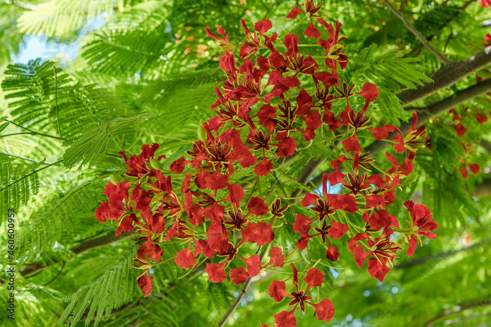 Delonix regia is a species of flowering plant in the bean family Fabaceae, subfamily Caesalpinioideae native to Madagascar. royal poinciana, flamboyant, flame of the forest, or flame tree. Hawaii Delonix regia is a species of flowering plant in the bean family Fabaceae, subfamily Caesalpinioideae native to Madagascar. royal poinciana, flamboyant, flame of the forest, or flame tree. Hawaii
