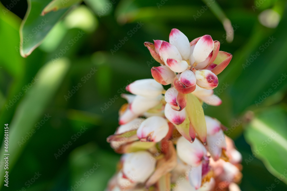 Obraz premium Alpinia zerumbet, commonly known as shell ginger, is a perennial species of ginger native to East Asia. pink porcelain lily, variegated ginger or butterfly ginger.
